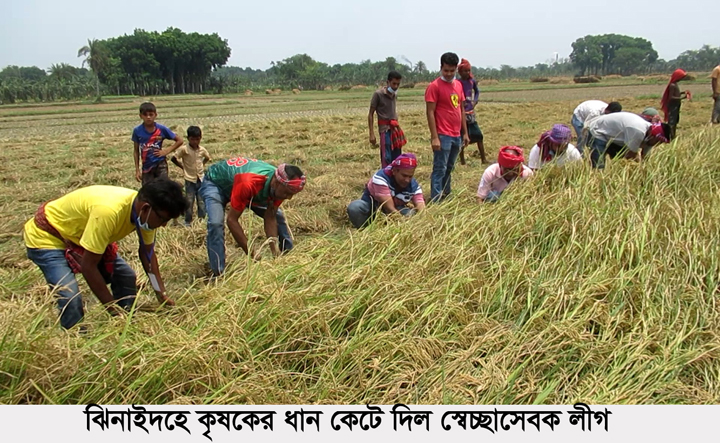 ঝিনাইদহে কৃষকের ধান কেটে দিল স্বেচ্ছাসেবক লীগ