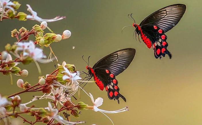 জাবিতে প্রজাপতি মেলা ২০ ডিসেম্বর